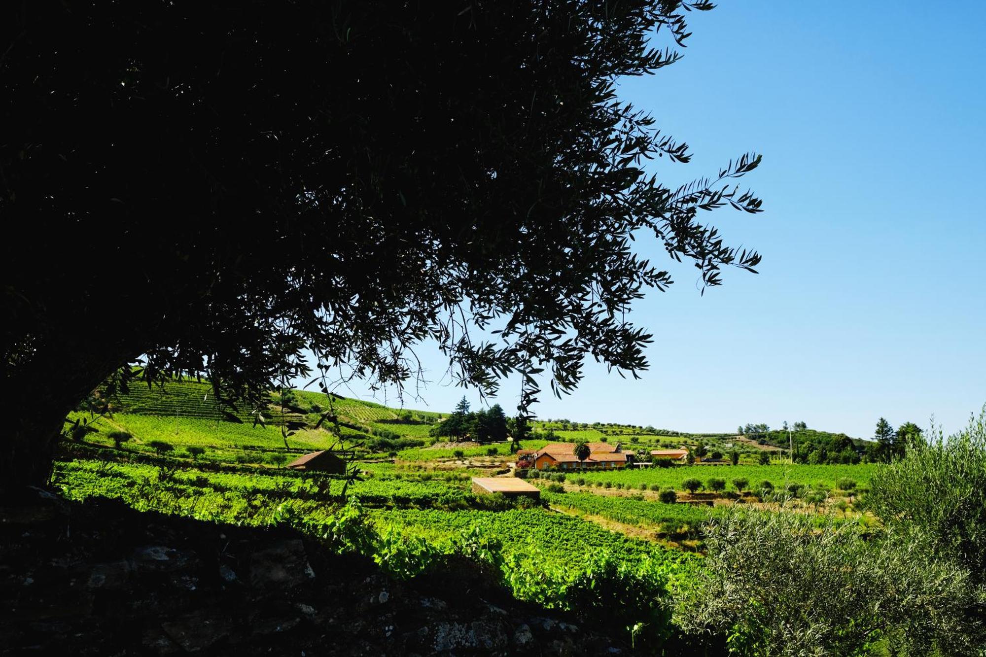 Quinta Do Monte Travesso - Country Houses & Winery Tabuaço Exteriör bild